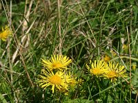 Inula britannica 5, Engelse alant, Saxifraga-Dirk Hilbers