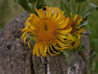 Inula britannica 6, Engelse alant, Saxifraga-Peter Meininger