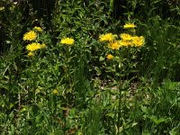 Inula britannica 7, Engelse alant, Saxifraga-Jasenka Topic