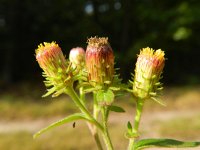 Inula conyzae 11, Donderkruid, Saxifraga-Rutger Barendse