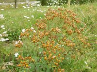 Inula conyzae 14, Donderkruid, Saxifraga-Peter Meininger