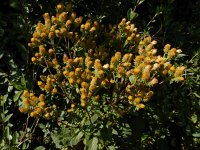 Inula conyzae 17, Donderkruid, Saxifraga-Ed Stikvoort