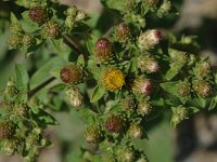 Inula conyzae 3, Donderkruid, Saxifraga-Marijke Verhagen