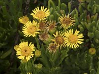 Inula crithmoides 11, Zeealant, Saxifraga-Willem van Kruijsbergen