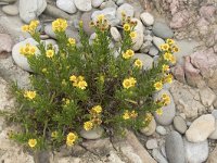 Inula crithmoides 13, Saxifraga-Willem van Kruijsbergen