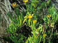 Inula crithmoides 2, Zeealant, Saxifraga-Inigo Sanchez