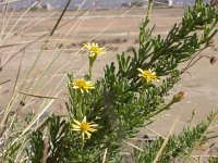 Inula crithmoides 4, Zeealant, Saxifraga-Iztok Skornik