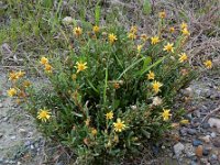 Inula crithmoides 5, Zeealant, Saxifraga-Ed Stikvoort