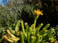 Inula crithmoides 6, Zeealant, Saxifraga-Ed Stikvoort