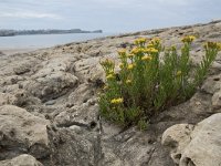 Inula crithmoides 9, Zeealant, Saxifraga-Willem van Kruijsbergen