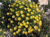 Inula ensifolia 3, Saxifraga-Jasenka Topic