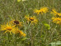 Inula helenium 10, Griekse alant, Saxifraga-Jan van der Straaten