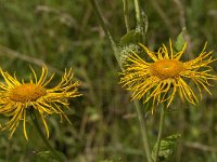 Inula helenium 12, Griekse alant, Saxifraga-Jan van der Straaten