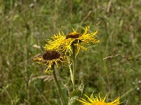 Inula helenium 13, Griekse alant, Saxifraga-Jan van der Straaten