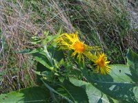 Inula helenium 2, Griekse alant, Saxifraga-Jasenka Topic