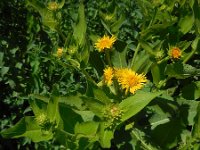 Inula helenium 3, Griekse alant, Saxifraga-Ed Stikvoort