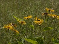 Inula helenium 6, Griekse alant, Saxifraga-Jan van der Straaten