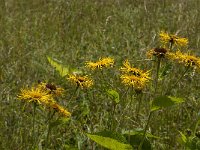 Inula helenium 7, Griekse alant, Saxifraga-Jan van der Straaten