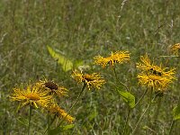 Inula helenium 8, Griekse alant, Saxifraga-Jan van der Straaten