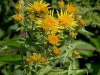 Inula helvetica 4, Saxifraga-Jan van der Straaten