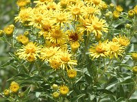 Inula helvetica 6, Saxifraga-Jan van der Straaten