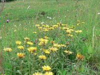 Inula hirta 2, Saxifraga-Jan Willem Jongepier