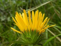 Inula hirta 7, Saxifraga-Rutger Barendse