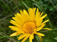 Inula hirta 8, Saxifraga-Rutger Barendse