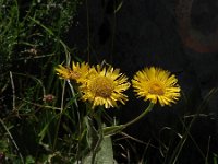 Inula oculus-christi 2, Saxifraga-Jasenka Topic