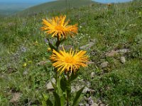 Inula orientalis