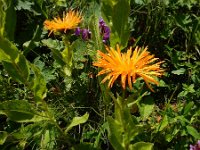 Inula orientalis 2, Saxifraga-Ed Stikvoort