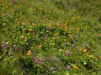 Inula orientalis 8, Saxifraga-Ed Stikvoort