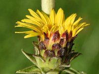 Inula racemosa 10, Trosalant, Saxifraga-Sonja Bouwman  968. Trosalant - Inula racemosa - Asteraceae familie (zw)