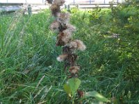 Inula racemosa 3, Trosalant, Saxifraga-Rutger Barendse