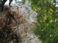 Inula racemosa 5, Trosalant, Saxifraga-Rutger Barendse