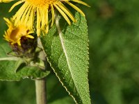 Inula racemosa 8, Trosalant, Saxifraga-Sonja Bouwman  968. Trosalant - Inula racemosa - Asteraceae familie (zw)