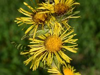 Inula racemosa 9, Trosalant, Saxifraga-Sonja Bouwman  968. Trosalant - Inula racemosa - Asteraceae familie (zw)