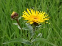 Inula salicina 3, Wilgalant, Saxifraga-Jan Willem Jongepier