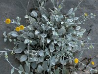 Inula verbascifolia 2, Saxifraga-Jan van der Straaten