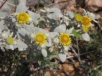 Inula verbascifolia 4, Saxifraga-Jasenka Topic