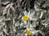 Inula verbascifolia 6, Saxifraga-Jasenka Topic