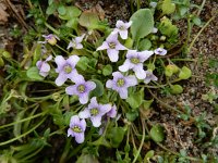 Ionopsidium acaule 10, Saxifraga-Ed Stikvoort