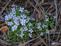 Ionopsidium acaule 2, Saxifraga-Ed Stikvoort