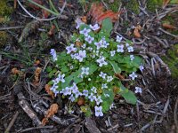 Ionopsidium acaule 3, Saxifraga-Ed Stikvoort