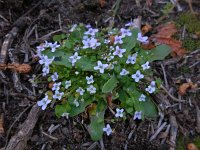 Ionopsidium acaule 5, Saxifraga-Ed Stikvoort