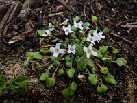 Ionopsidium acaule 6, Saxifraga-Ed Stikvoort