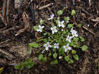 Ionopsidium acaule 8, Saxifraga-Ed Stikvoort