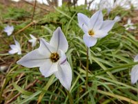 Ipheion uniflorum 3, Voorjaarsster, Saxifraga-Ed Stikvoort