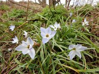 Ipheion uniflorum 4, Voorjaarsster, Saxifraga-Ed Stikvoort