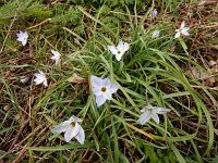 Ipheion uniflorum 6, Voorjaarsster, Saxifraga-Ed Stikvoort